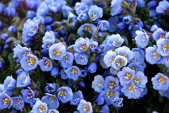 POLEMONIUM boreale Heavenly Habit (1452)